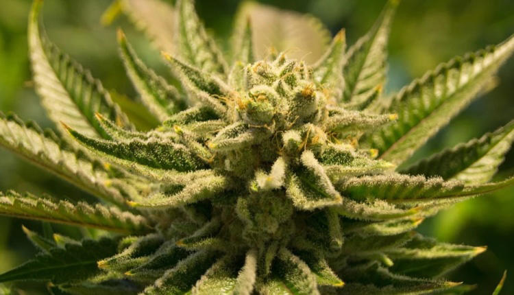 Marihuana ukryta w transporcie pościeli