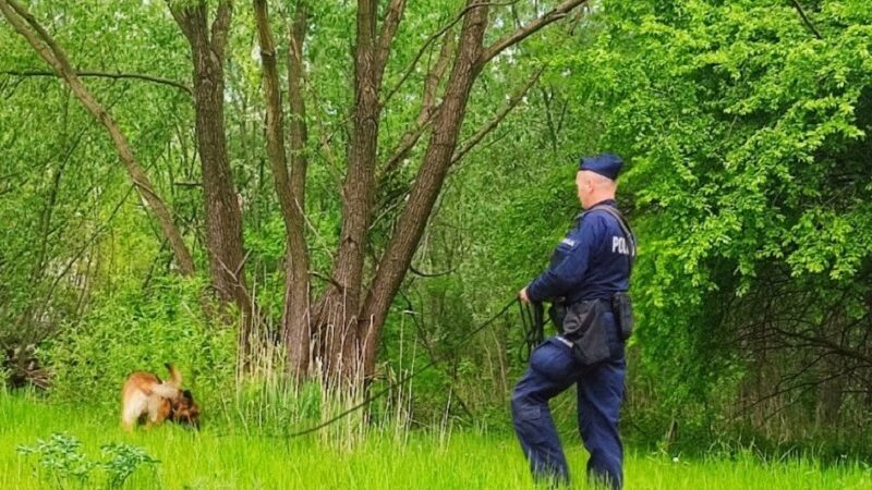 Pies odnalazł zaginioną dziewczynkę